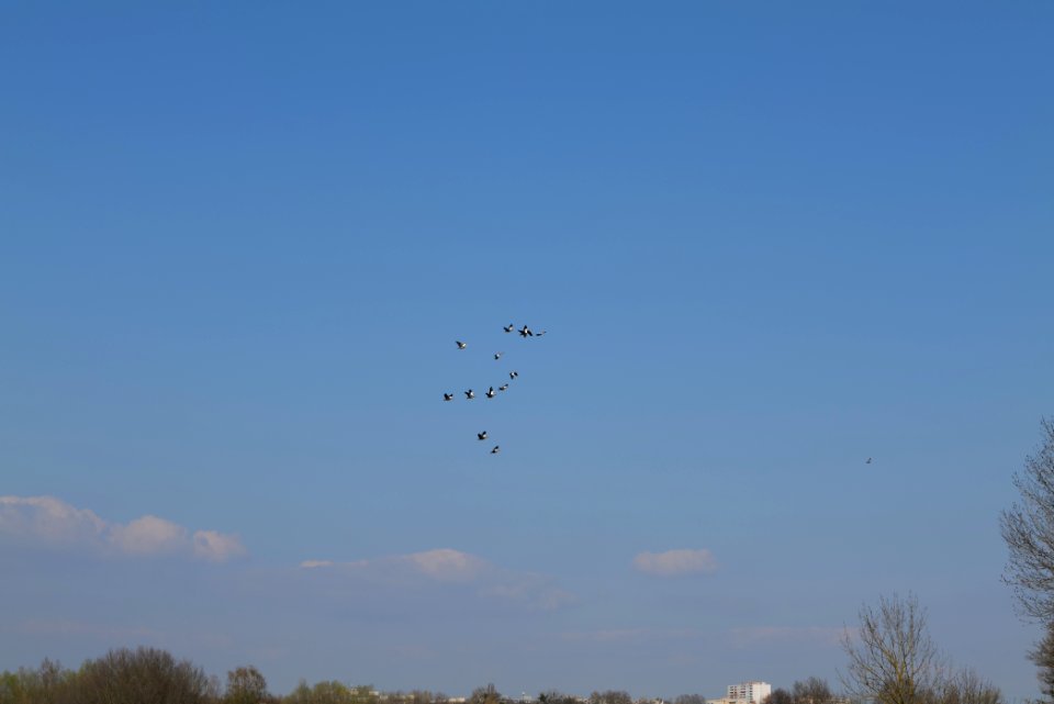 Field at Frankurter Berg 2020-03-22 01