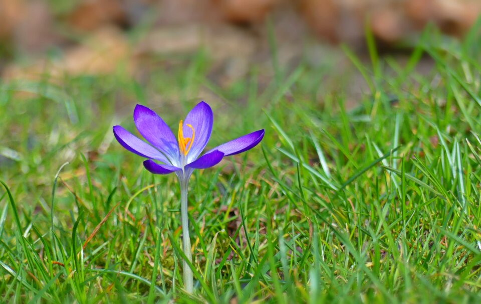 Spring flower harbinger of spring frühlingsanfang