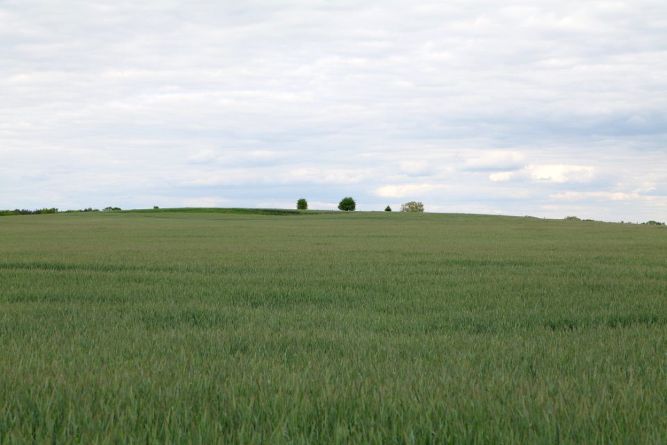 Field in Fehrbellin 2020-05-15 12