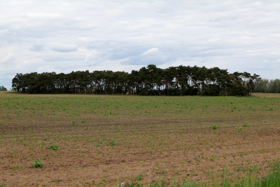 Field in Fehrbellin 2020-05-15 08