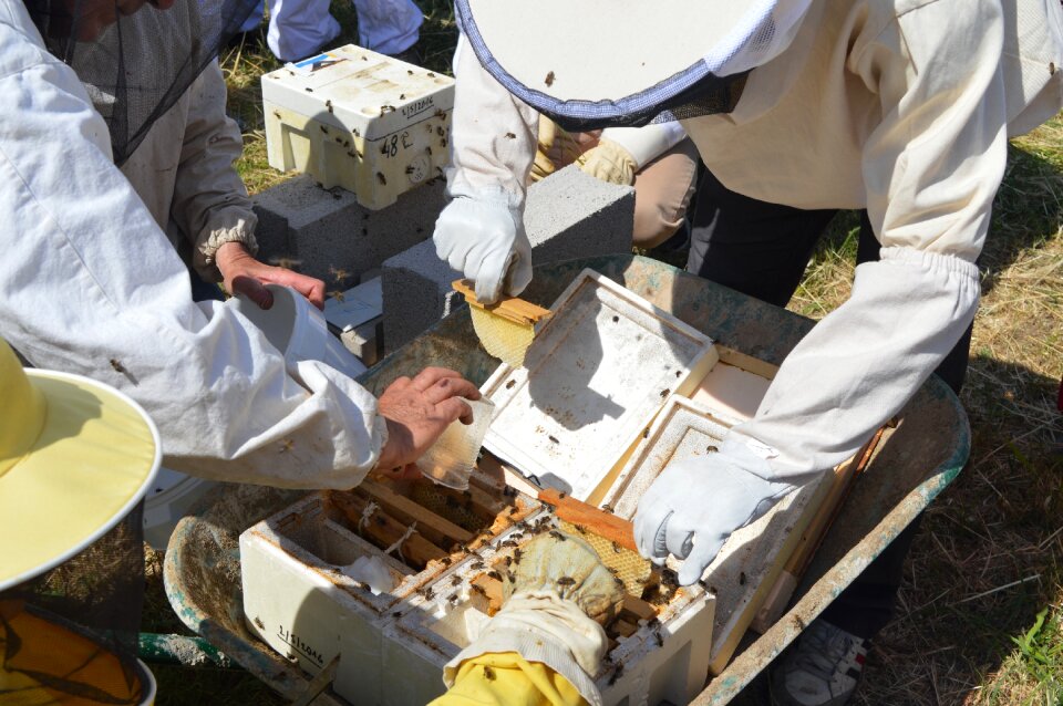 Nuclei preparation breeding queens swarming