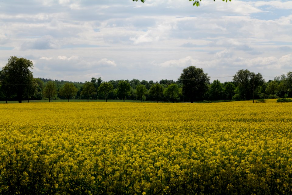 Field in Boitzenburg 2021-05-29 11