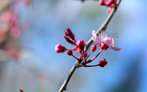 First Days Of Spring (250675869)