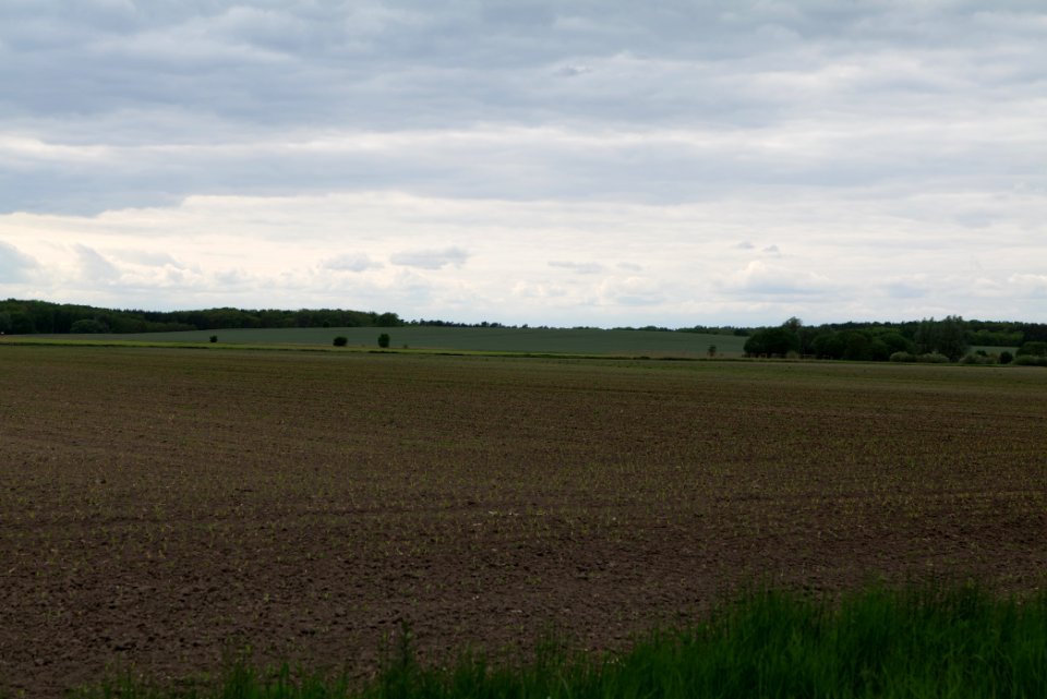 Field in Fehrbellin 2020-05-15 05
