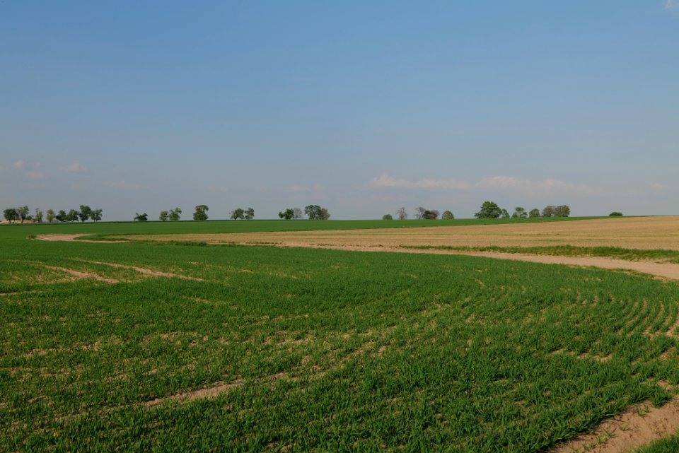 Field in Brusendorf 2021-05-11 11