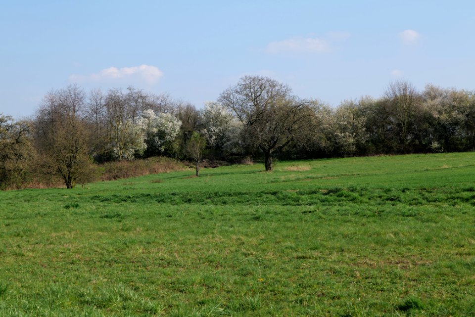 Field at Frankurter Berg 2020-03-22 11