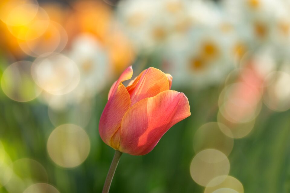 Spring nature spring flower