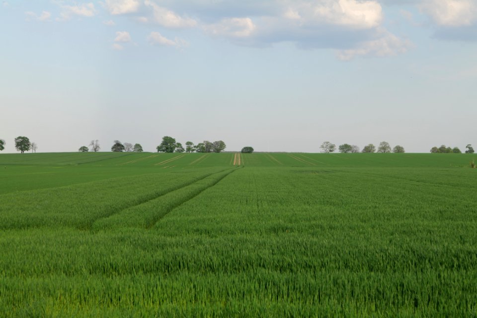 Field in Brusendorf 2021-05-11 14