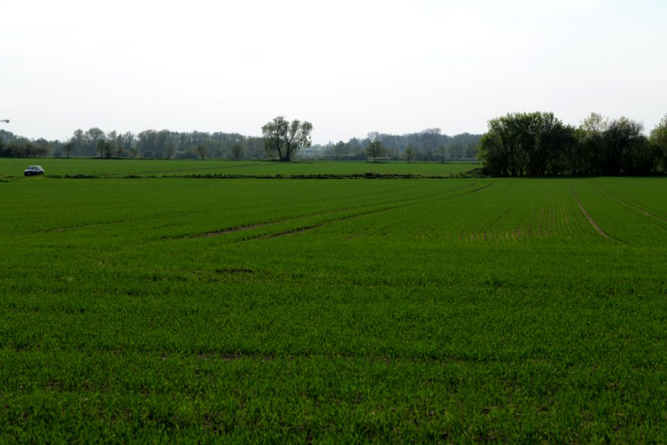 Field in Brusendorf 2021-05-11 10