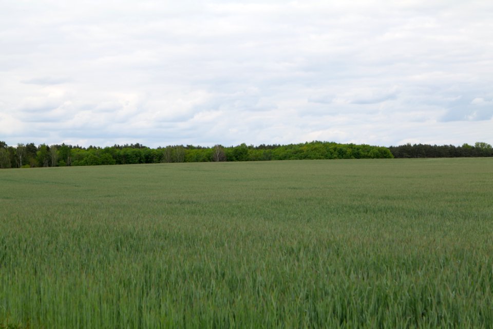 Field in Fehrbellin 2020-05-15 13