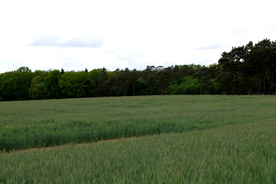 Field in Fehrbellin 2020-05-15 15