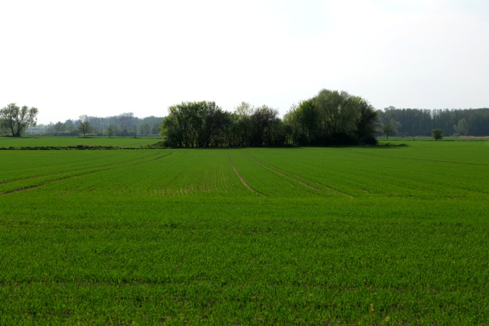 Field in Brusendorf 2021-05-11 06