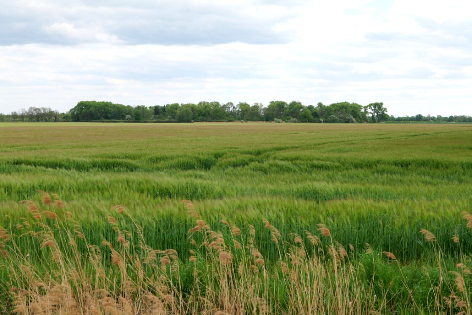 Field in Fehrbellin 2020-05-15 10