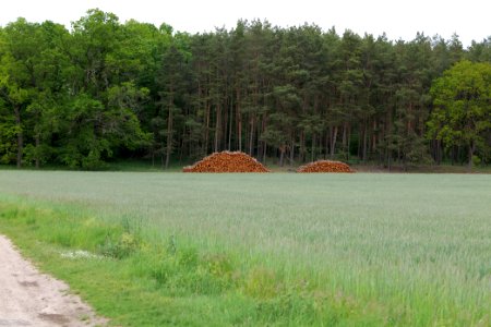 Field in Fehrbellin 2020-05-15 14
