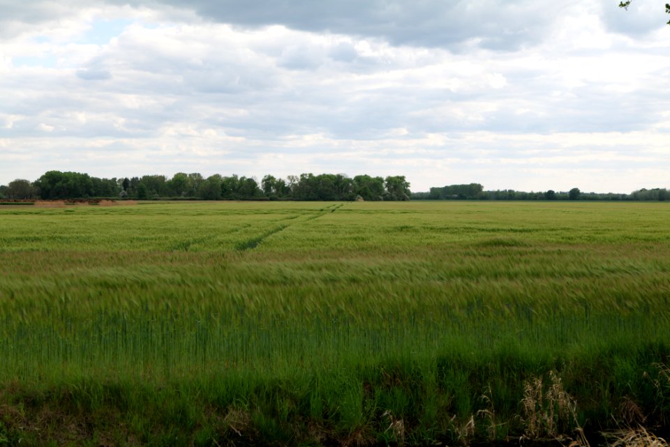 Field in Fehrbellin 2020-05-15 07