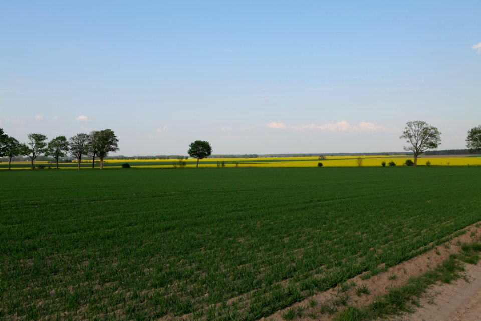 Field in Brusendorf 2021-05-11 03