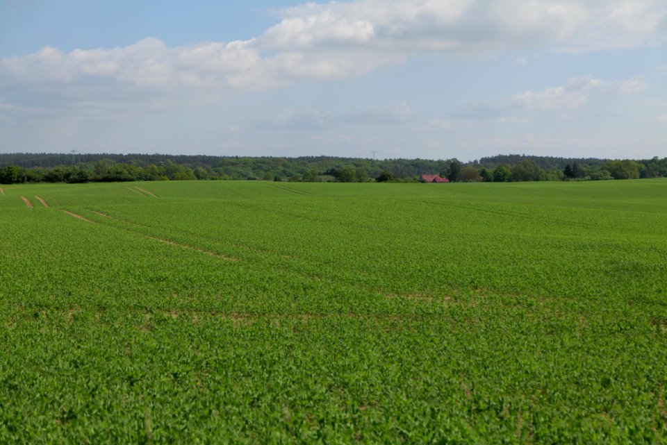 Field in Berkholz 2021-05-29 04