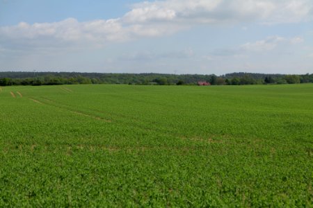 Field in Berkholz 2021-05-29 04