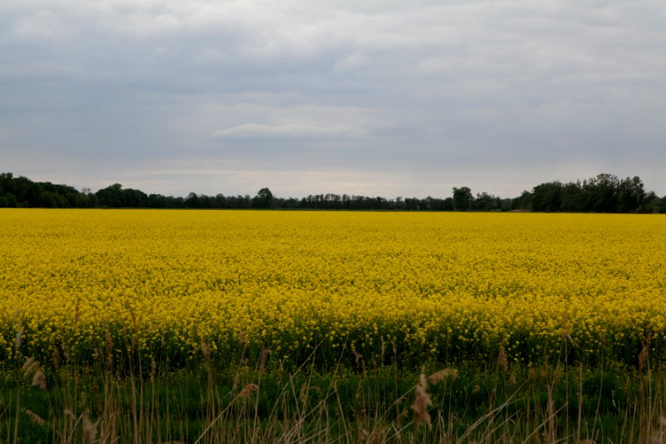 Field in Fehrbellin 2020-05-15 26