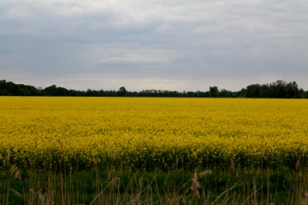 Field in Fehrbellin 2020-05-15 26