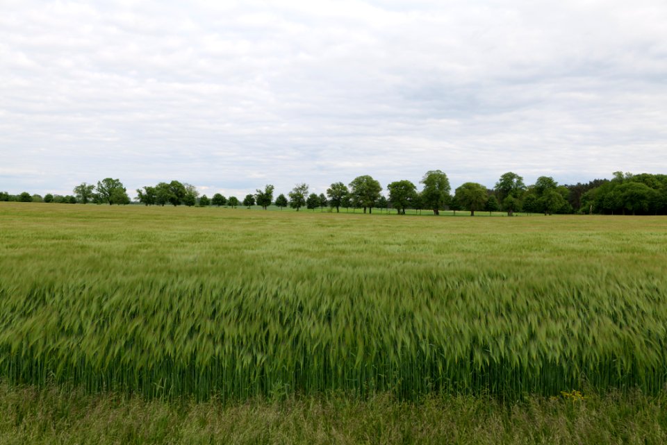 Field in Fehrbellin 2020-05-15 24