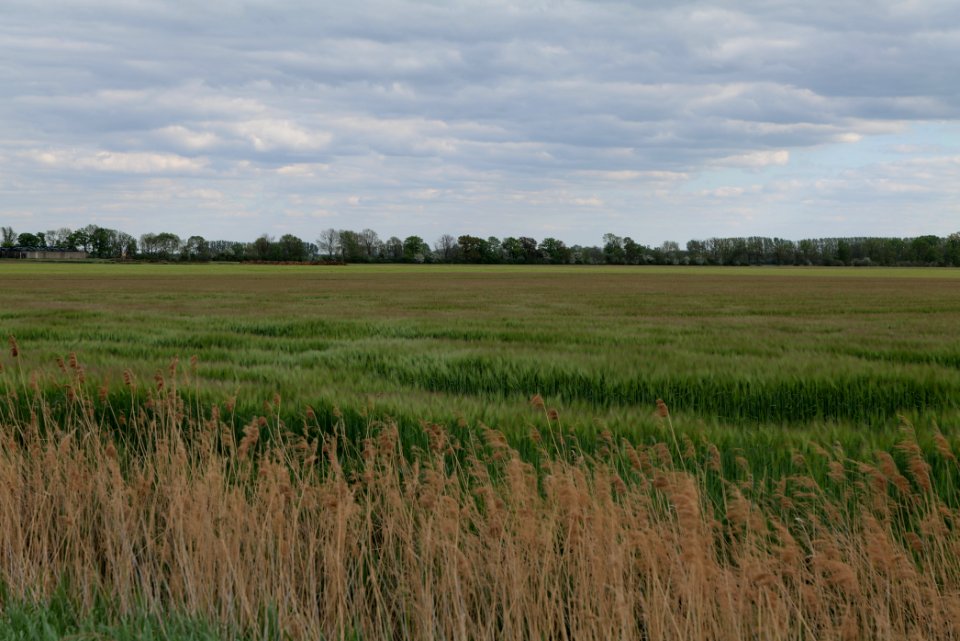 Field in Fehrbellin 2020-05-15 11