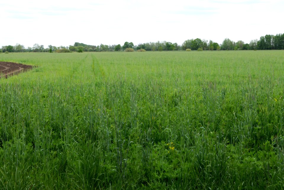 Field in Fehrbellin 2020-05-15 04