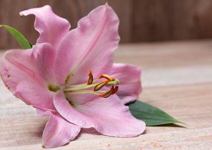 Bloom plant pink