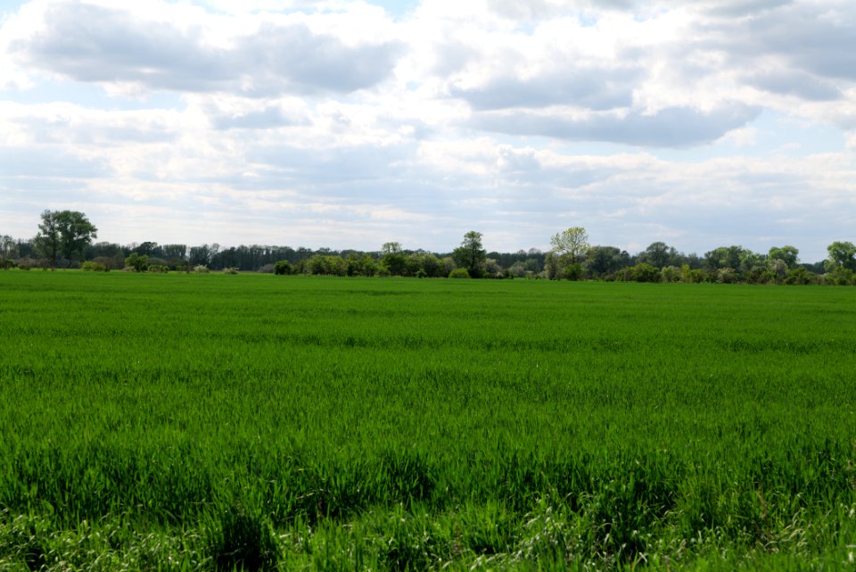 Field in Nauen 2020-05-15 15
