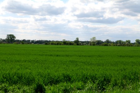 Field in Nauen 2020-05-15 15