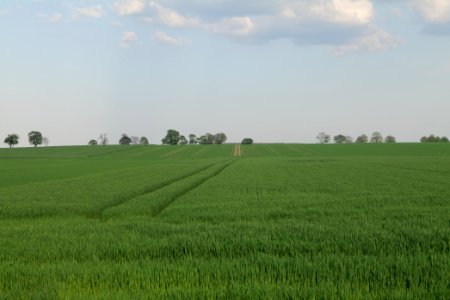 Field in Brusendorf 2021-05-11 13