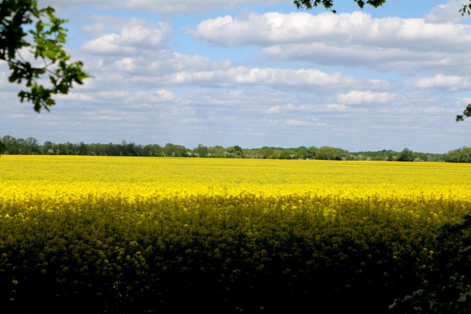 Field in Nauen 2020-05-15 07