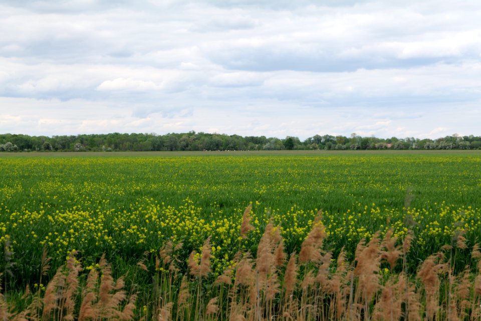 Field in Fehrbellin 2020-05-15 02