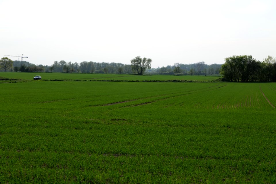 Field in Brusendorf 2021-05-11 07