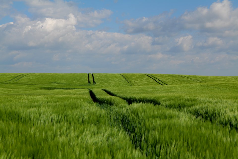 Field in Gollmitz 2021-05-29 15