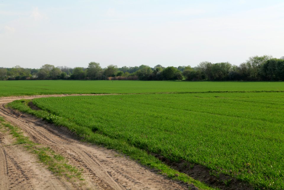Field in Brusendorf 2021-05-11 08