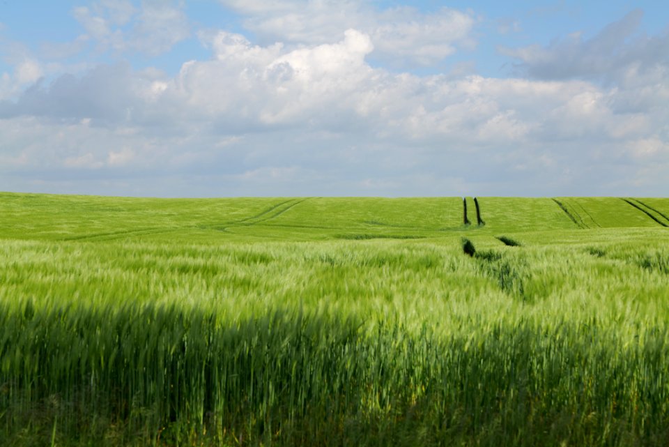 Field in Gollmitz 2021-05-29 10