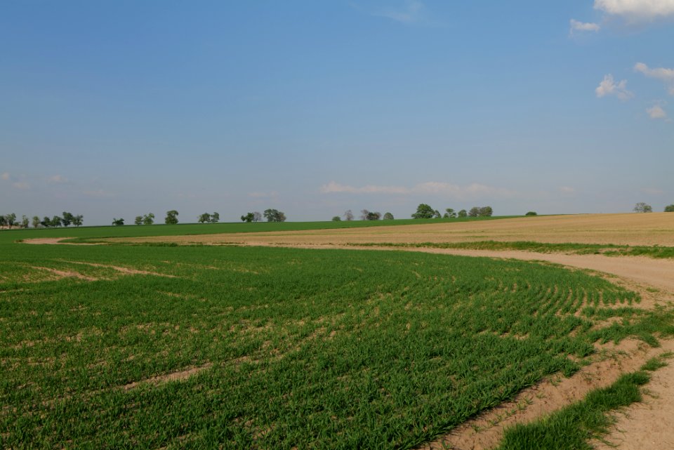 Field in Brusendorf 2021-05-11 12