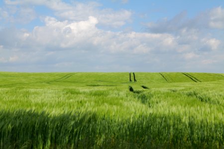Field in Gollmitz 2021-05-29 08