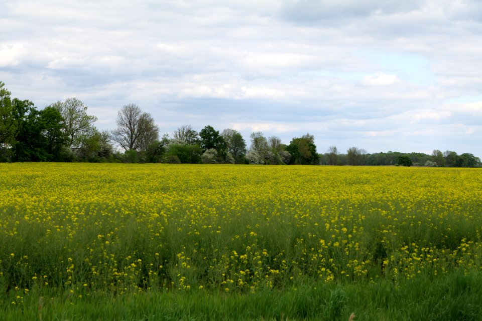 Field in Kremmen 2020-05-15 03