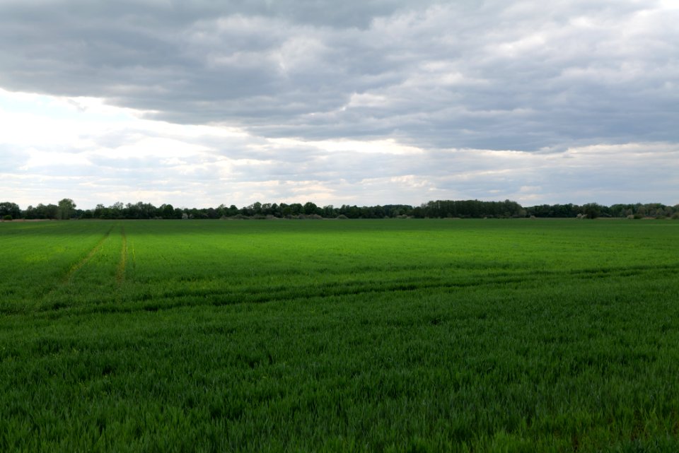 Field in Kremmen 2020-05-15 02