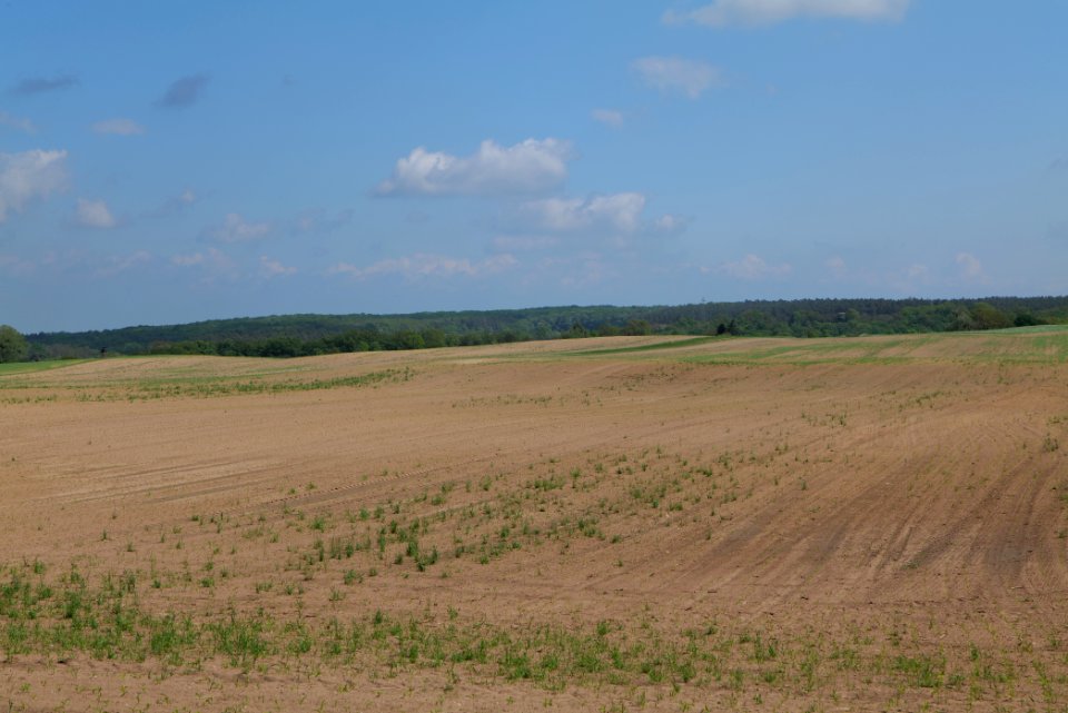 Field in Berkholz 2021-05-29 02
