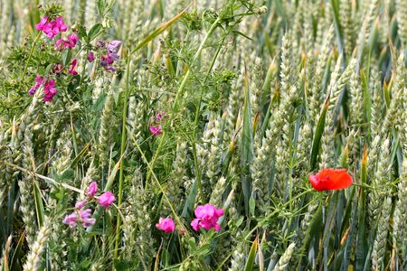 Vetches poppy cornfield