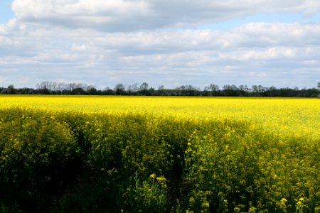 Field in Nauen 2020-05-15 01