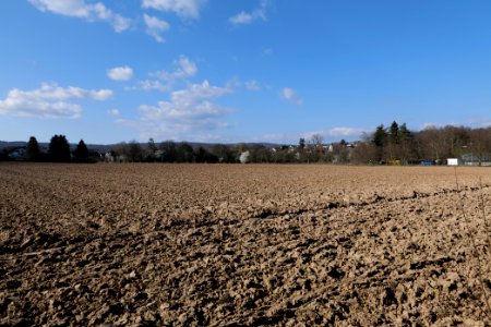 Field in Köppern 2021-04-02 11