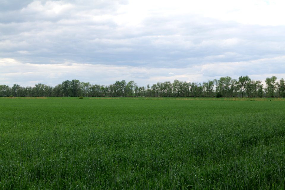 Field in Nauen 2020-05-15 21