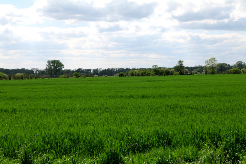 Field in Nauen 2020-05-15 13