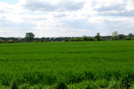 Field in Nauen 2020-05-15 13