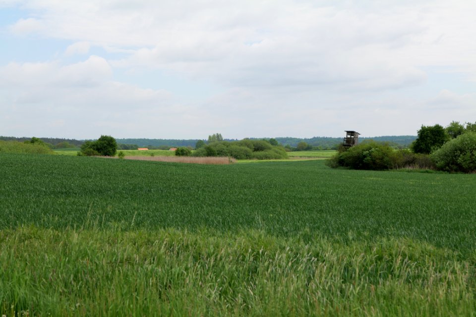 Field in Hardenbeck 2021-05-29 29