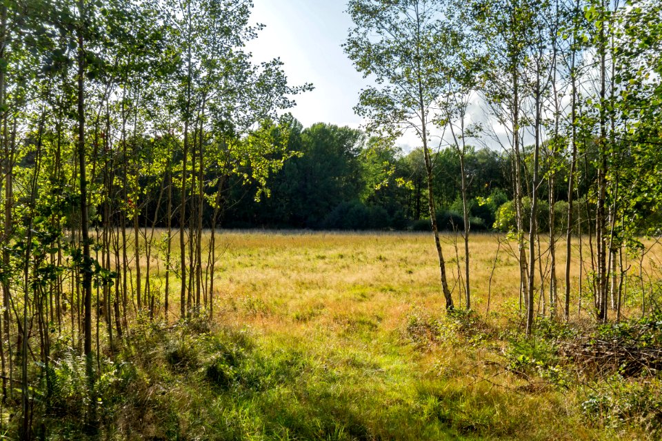 Field beside Myrstigen track 1